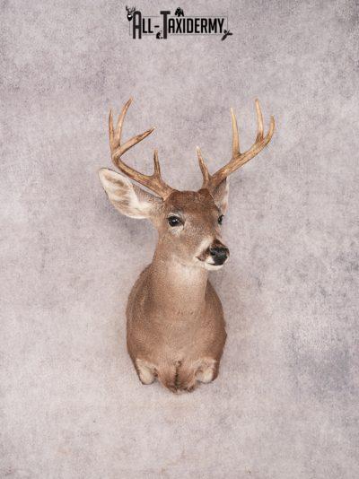 Coues Deer Shoulder Mount SKU 3454