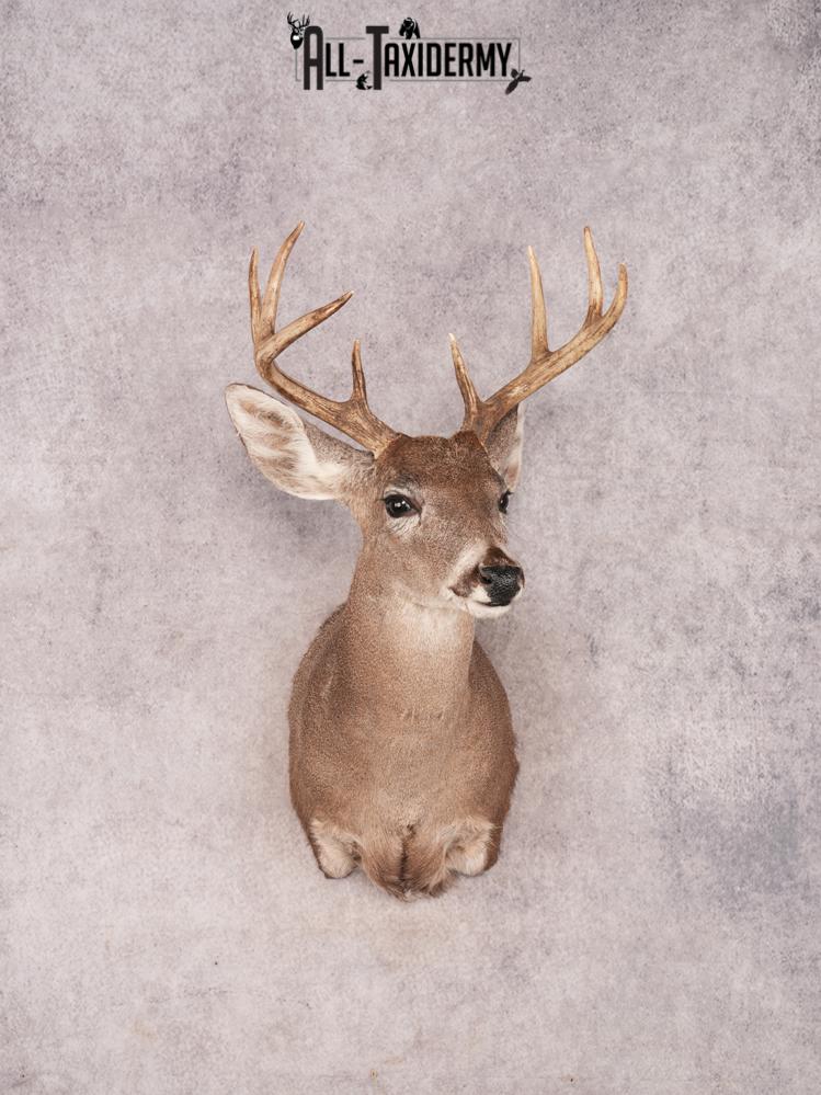 Coues Deer Shoulder Mount SKU 3454