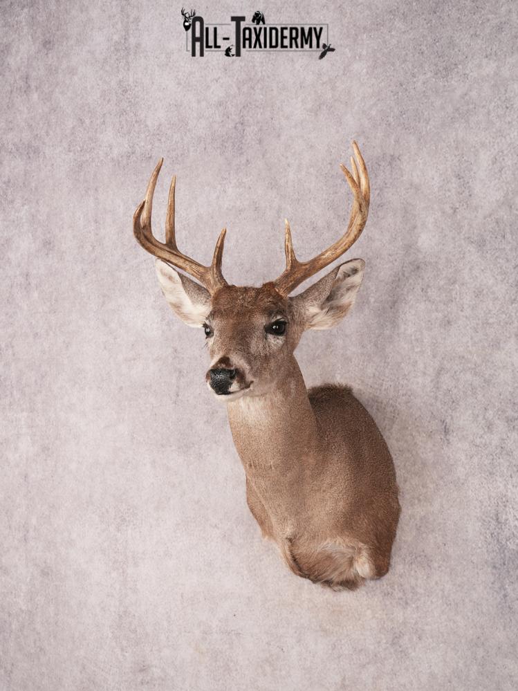 Coues Deer Shoulder Mount SKU 3454 - Image 8