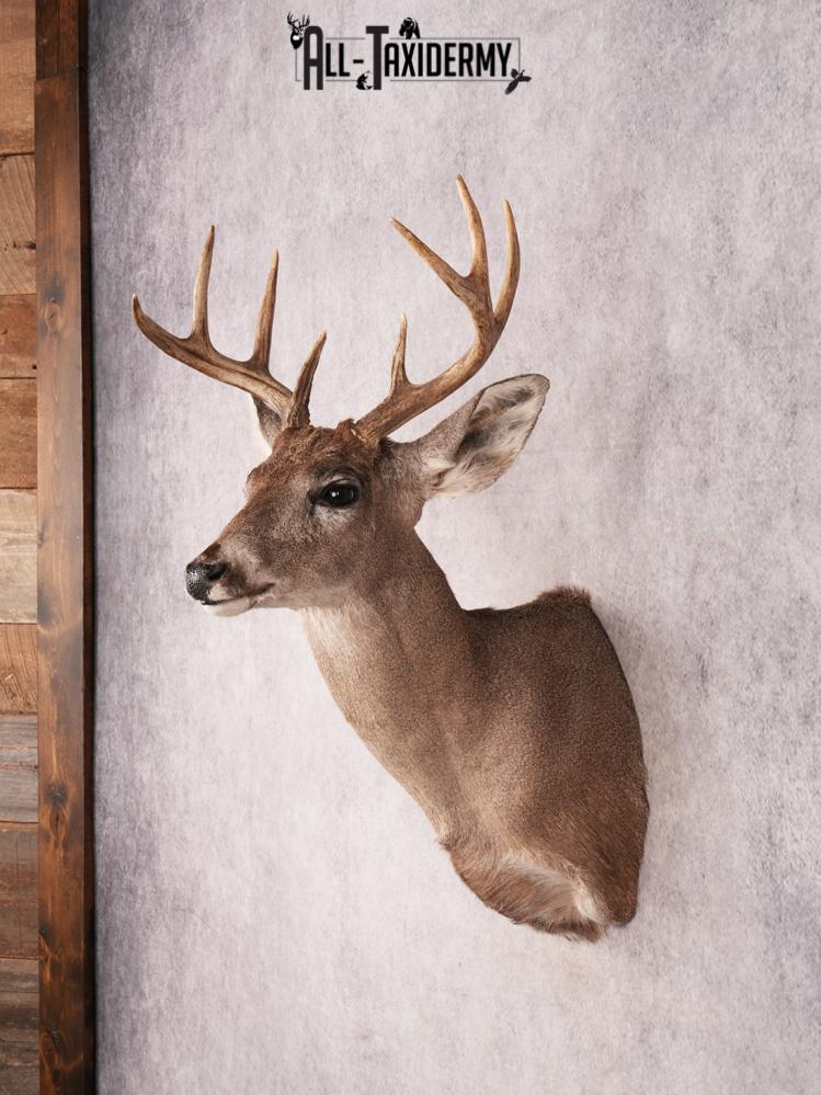Coues Deer Shoulder Mount SKU 3454 - Image 7