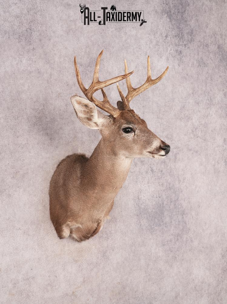 Coues Deer Shoulder Mount SKU 3454 - Image 6