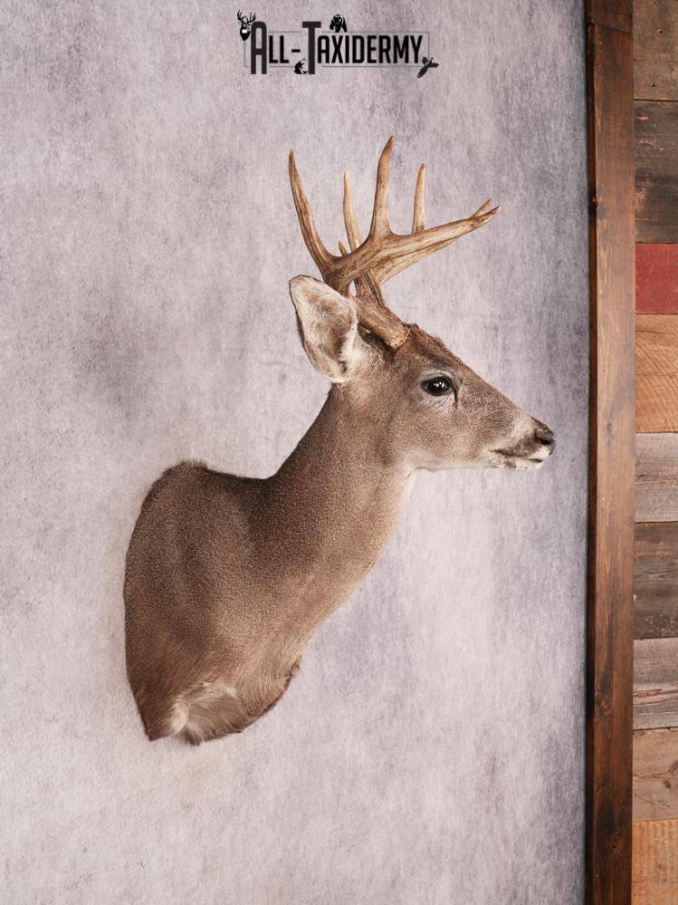 Coues Deer Shoulder Mount SKU 3454 - Image 5