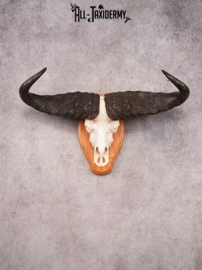 Cape Buffalo Skull SKU 3471