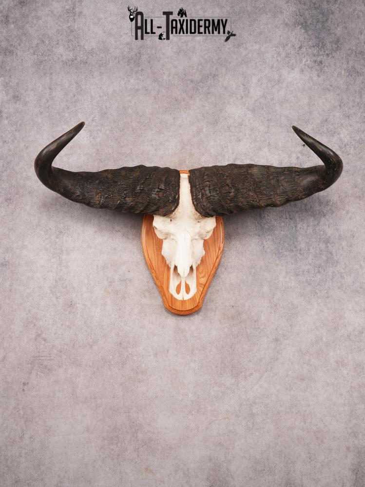 Cape Buffalo Skull SKU 3471