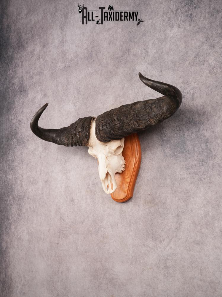 Cape Buffalo Skull SKU 3471 - Image 7