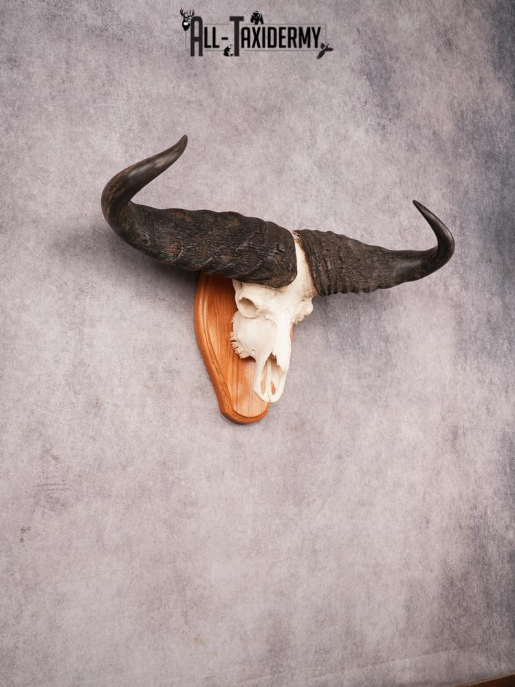 Cape Buffalo Skull SKU 3471 - Image 5