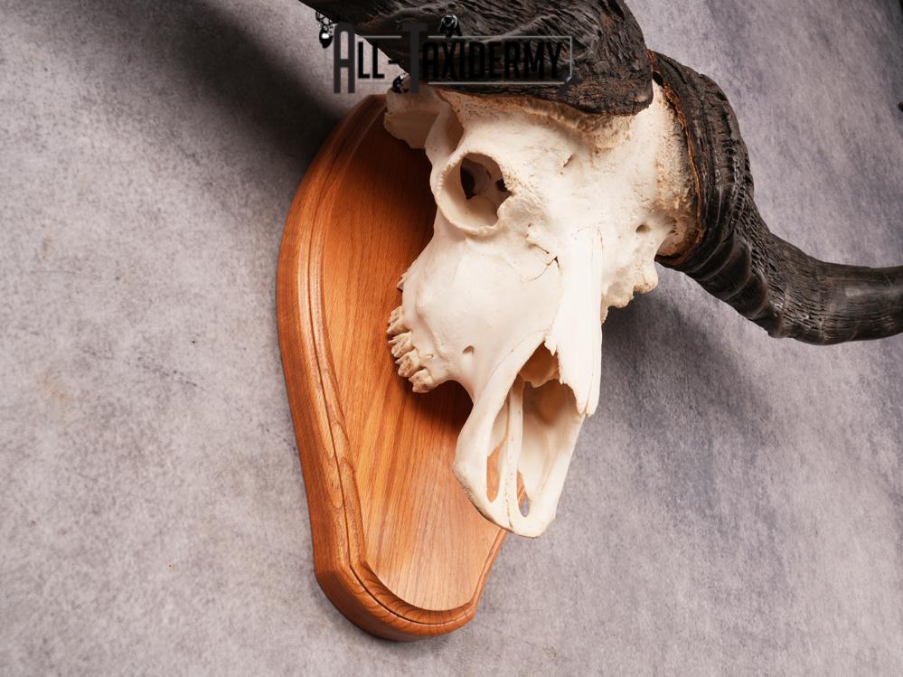 Cape Buffalo Skull SKU 3471 - Image 3