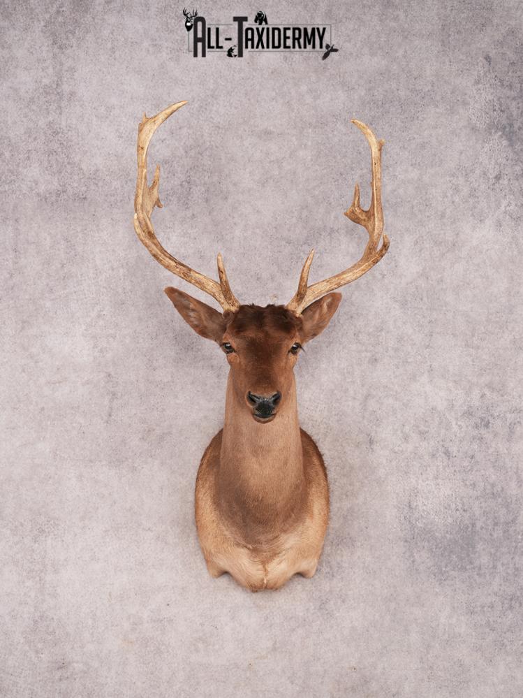 Chocolate Fallow Deer SKU 3466