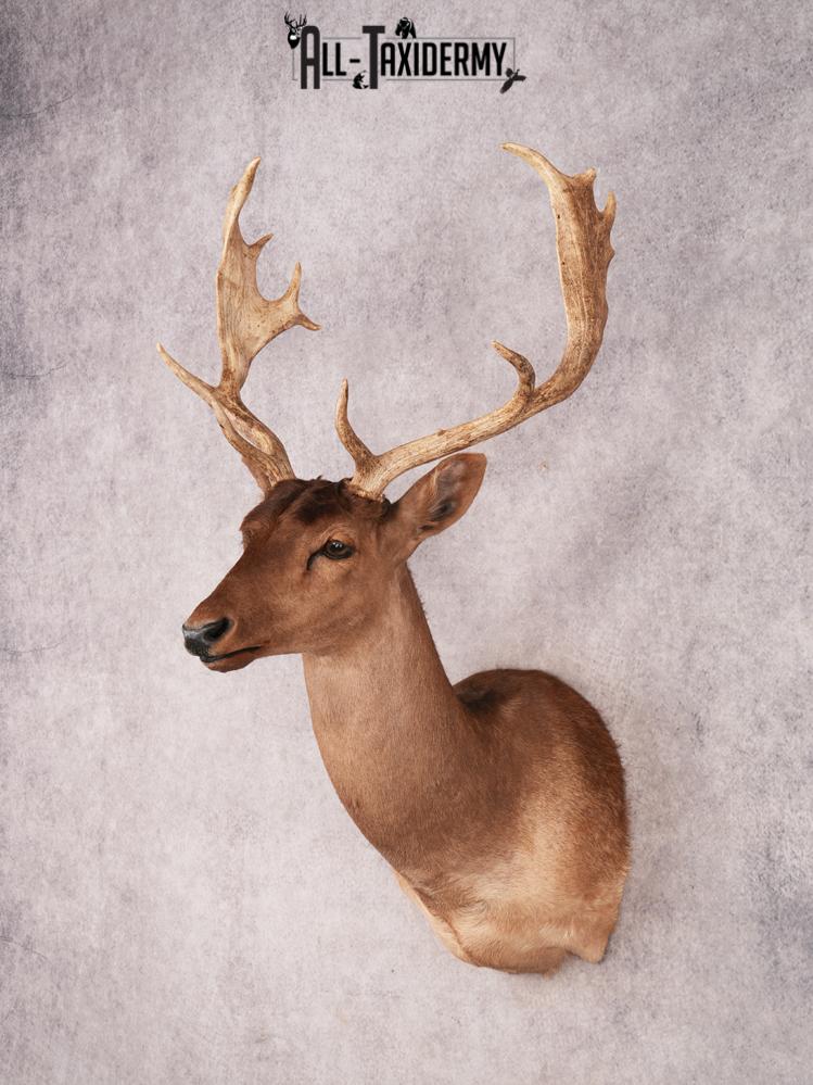Chocolate Fallow Deer SKU 3466 - Image 4