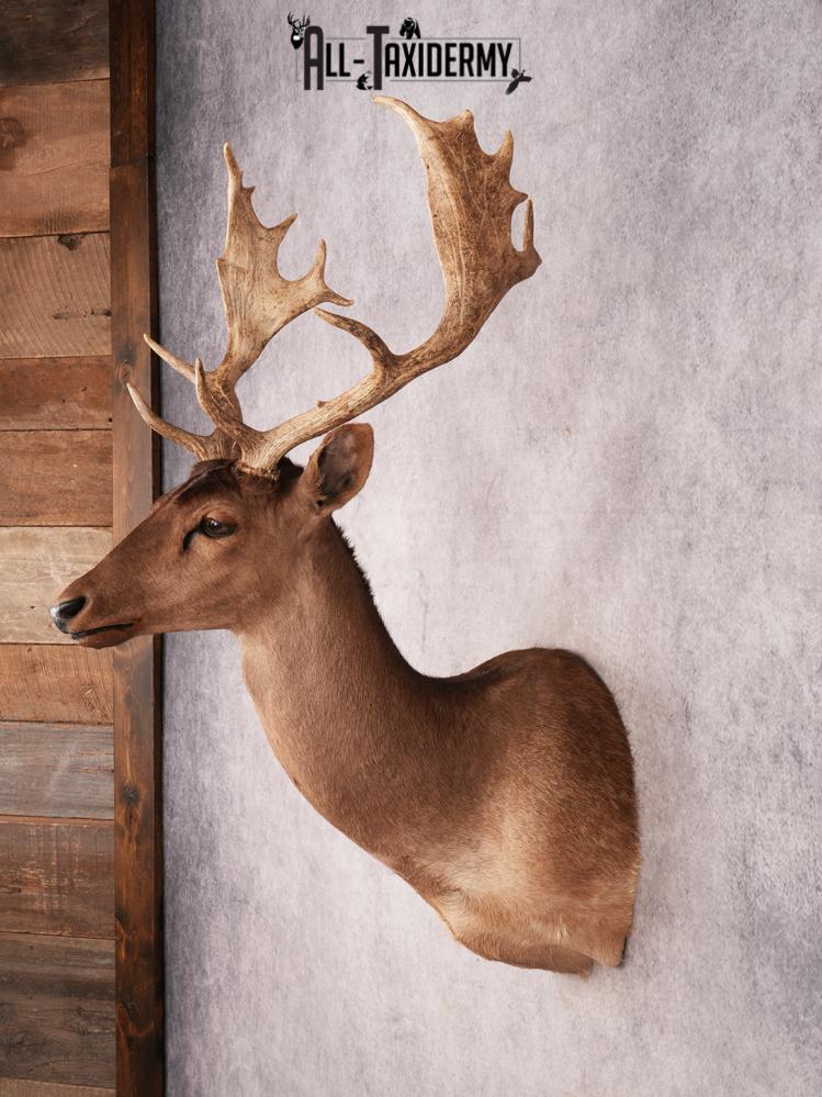 Chocolate Fallow Deer SKU 3466 - Image 5