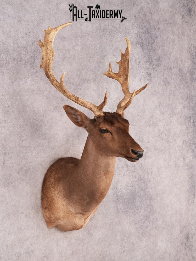 Chocolate Fallow Deer SKU 3466 - Image 2