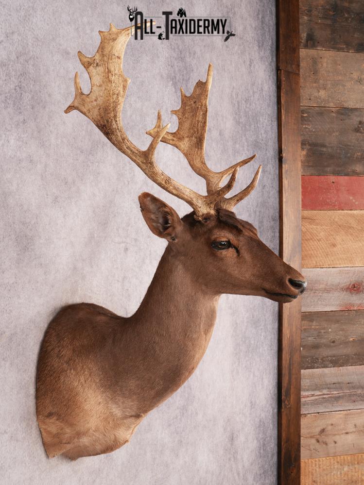 Chocolate Fallow Deer SKU 3466 - Image 6