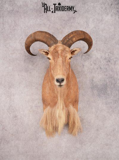 Aoudad Shoulder Mount SKU 3479
