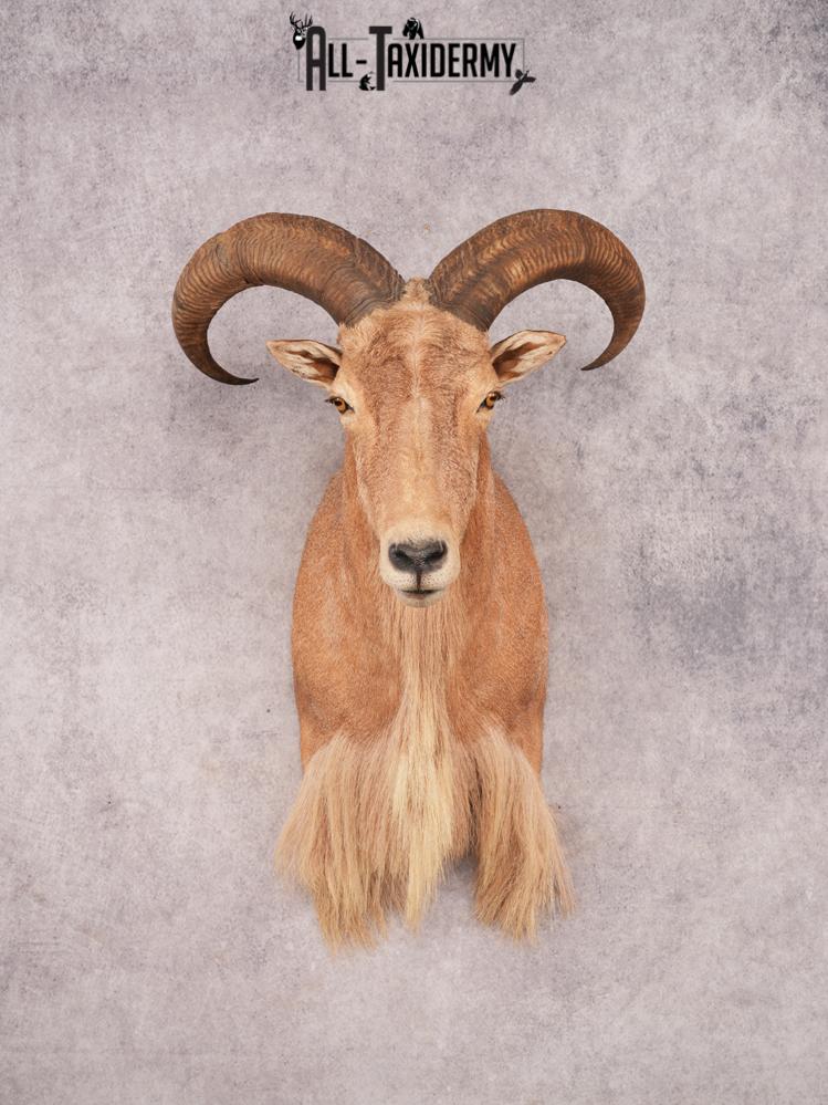 Aoudad Shoulder Mount SKU 3479