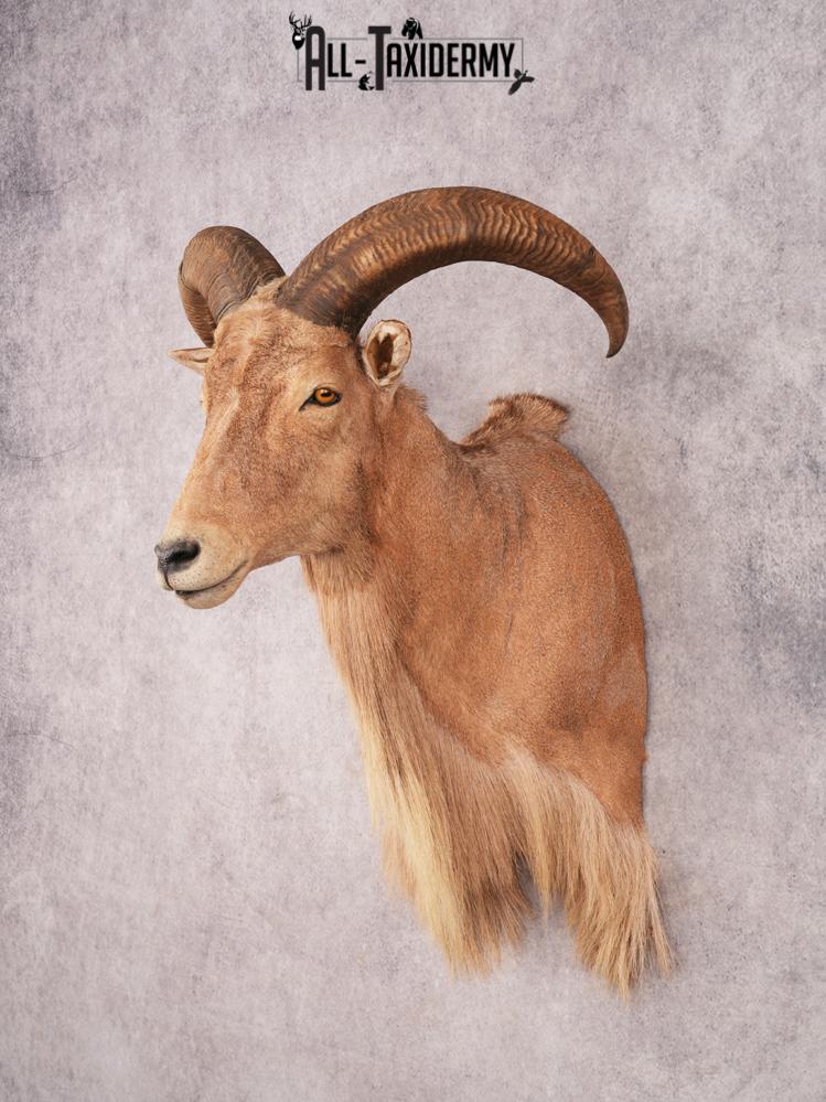 Aoudad Shoulder Mount SKU 3479 - Image 11