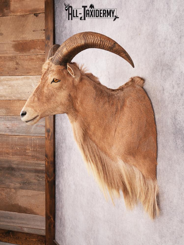 Aoudad Shoulder Mount SKU 3479 - Image 10