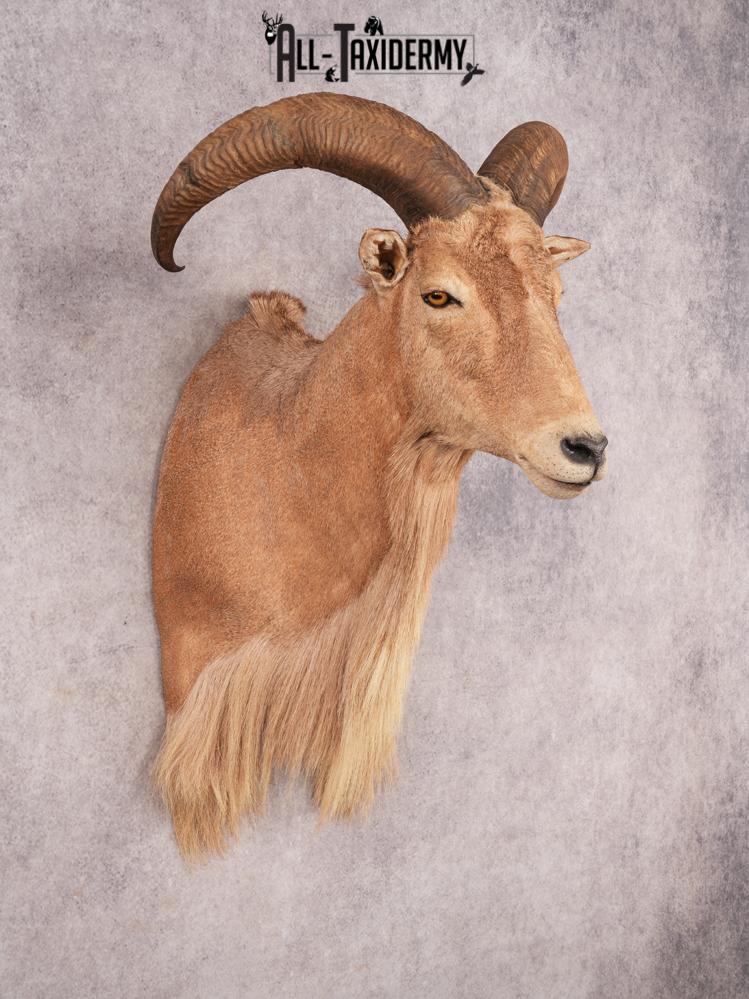 Aoudad Shoulder Mount SKU 3479 - Image 9