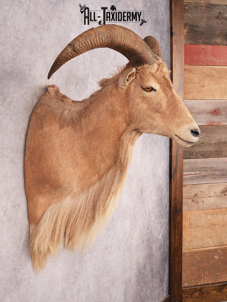 Aoudad Shoulder Mount SKU 3479 - Image 8