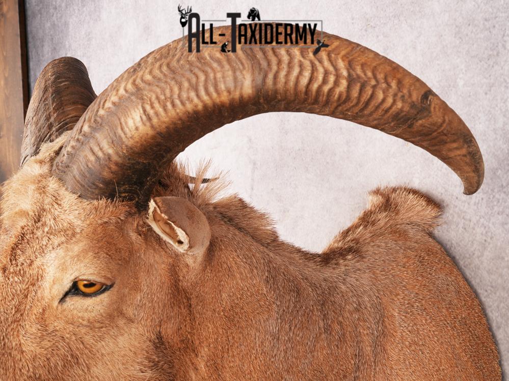 Aoudad Shoulder Mount SKU 3479 - Image 3