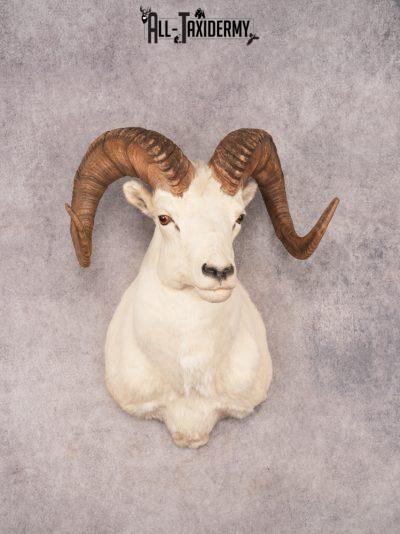 Dall Sheep SKU 3442