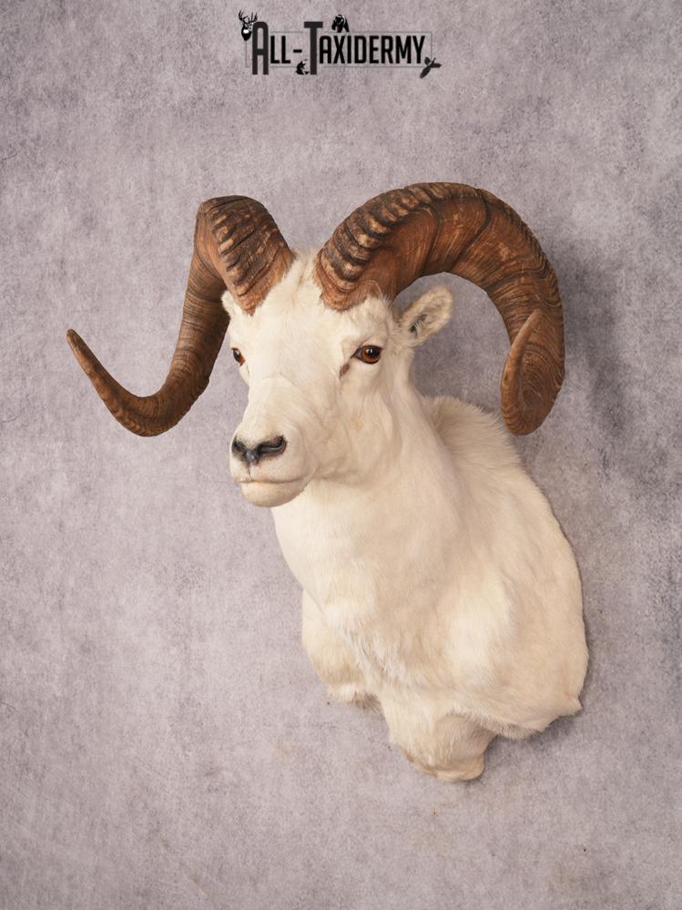 Dall Sheep SKU 3442 - Image 10