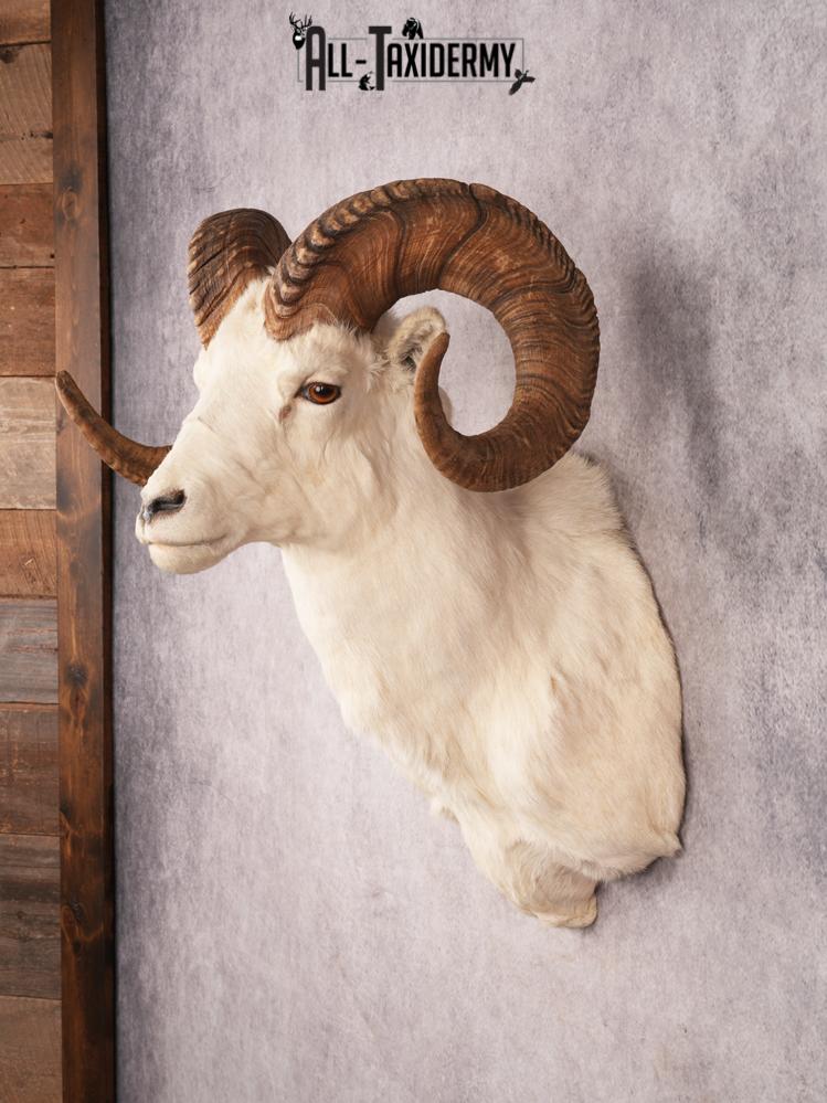 Dall Sheep SKU 3442 - Image 9