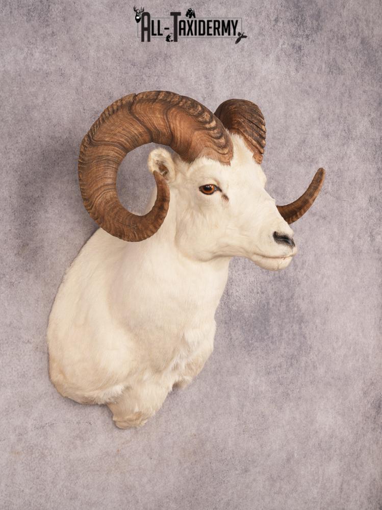 Dall Sheep SKU 3442 - Image 8