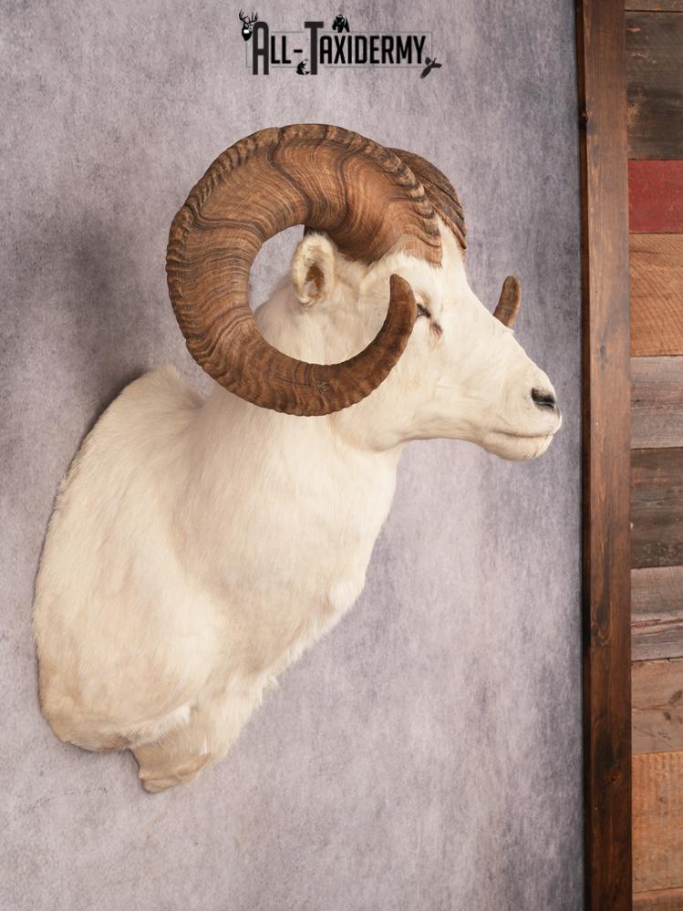 Dall Sheep SKU 3442 - Image 7