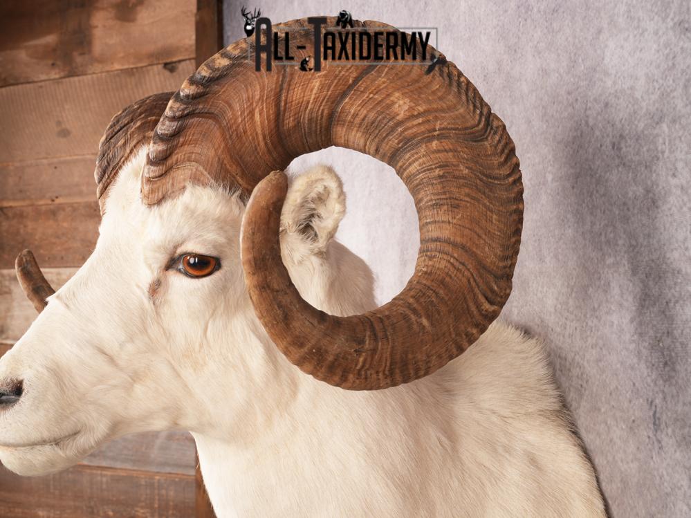 Dall Sheep SKU 3442 - Image 2