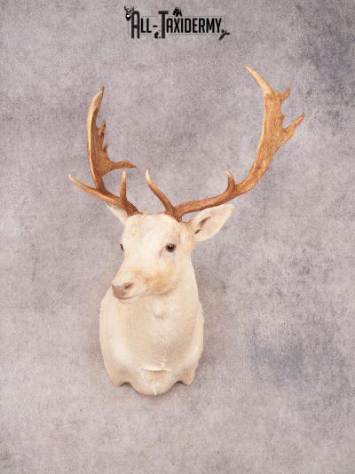 White Fallow Deer SKU 3464