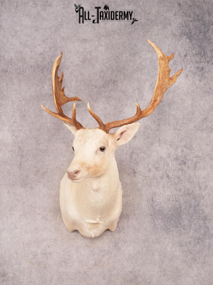 White Fallow Deer SKU 3464