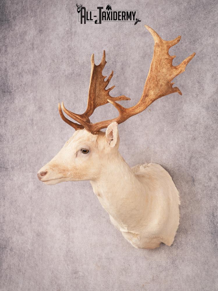 White Fallow Deer SKU 3464 - Image 9