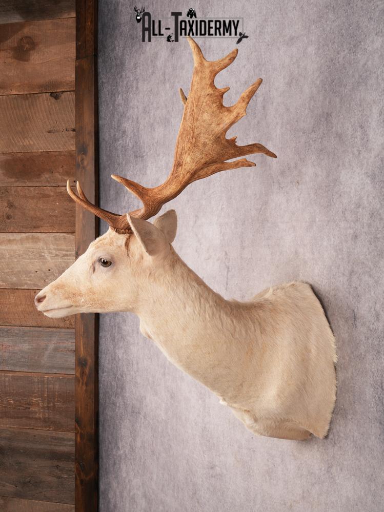 White Fallow Deer SKU 3464 - Image 8