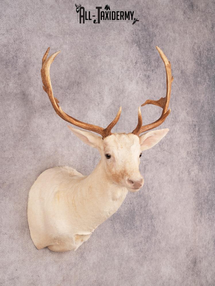 White Fallow Deer SKU 3464 - Image 7