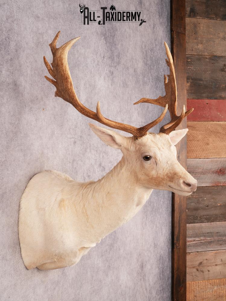 White Fallow Deer SKU 3464 - Image 6