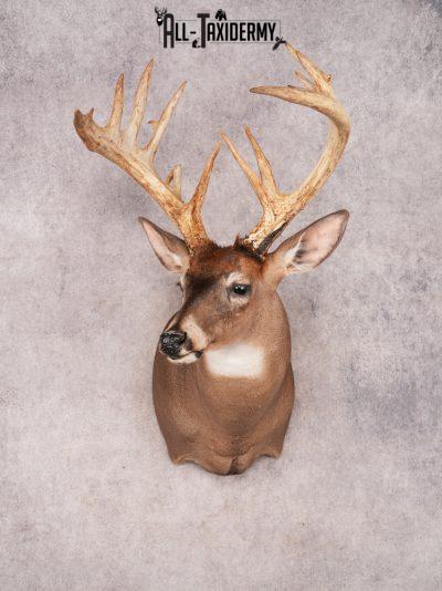 Whitetail Deer Shoulder Mount SKU 3445