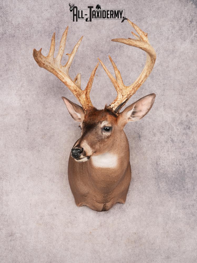 Whitetail Deer Shoulder Mount SKU 3445
