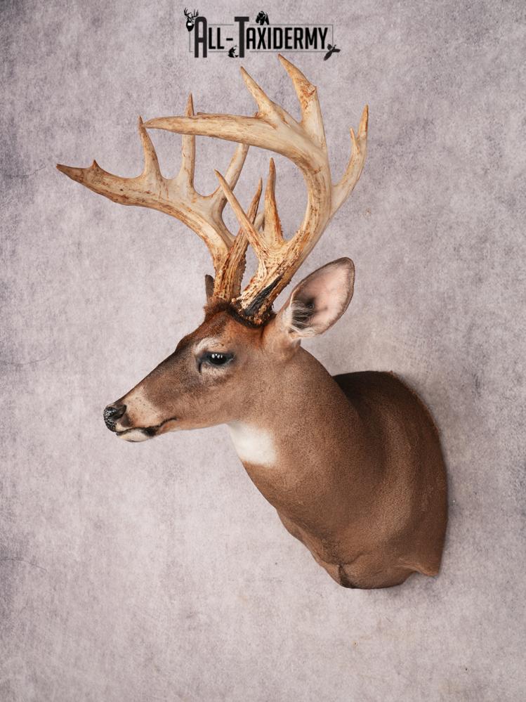 Whitetail Deer Shoulder Mount SKU 3445 - Image 10