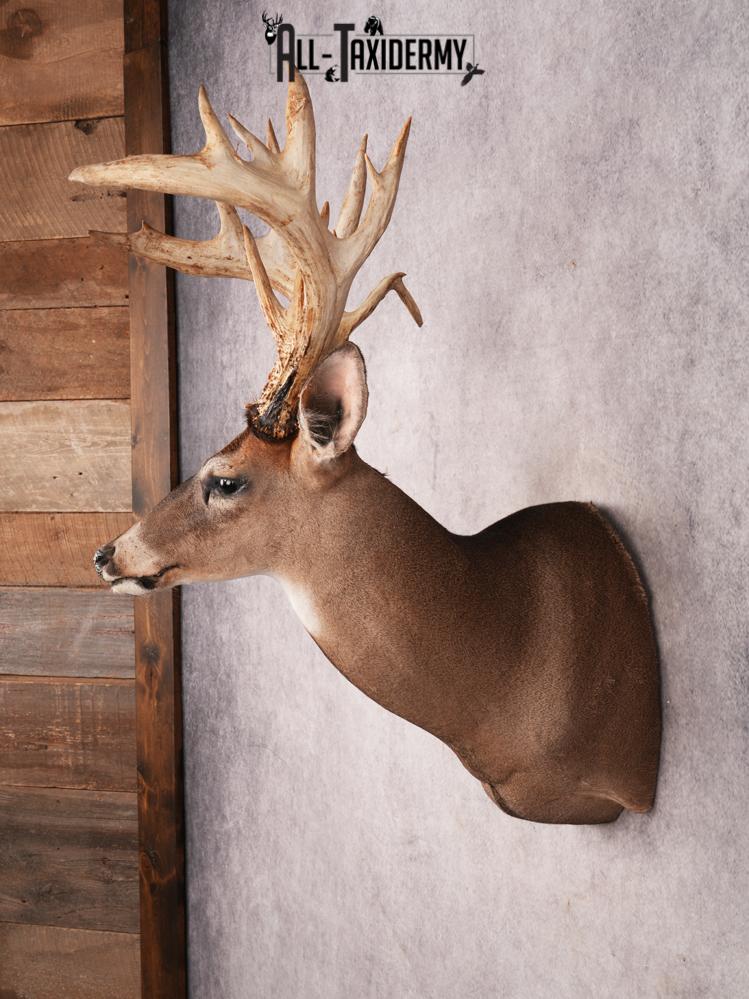 Whitetail Deer Shoulder Mount SKU 3445 - Image 9