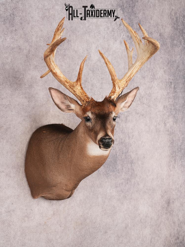 Whitetail Deer Shoulder Mount SKU 3445 - Image 8