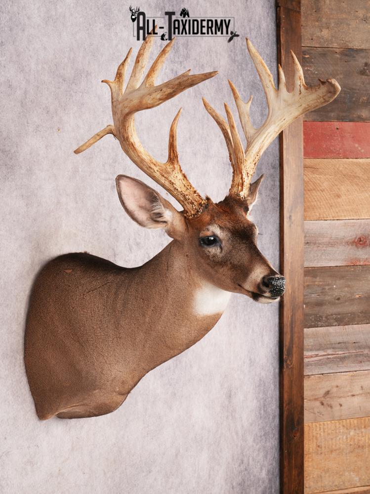 Whitetail Deer Shoulder Mount SKU 3445 - Image 7
