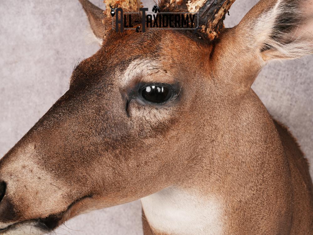 Whitetail Deer Shoulder Mount SKU 3445 - Image 6