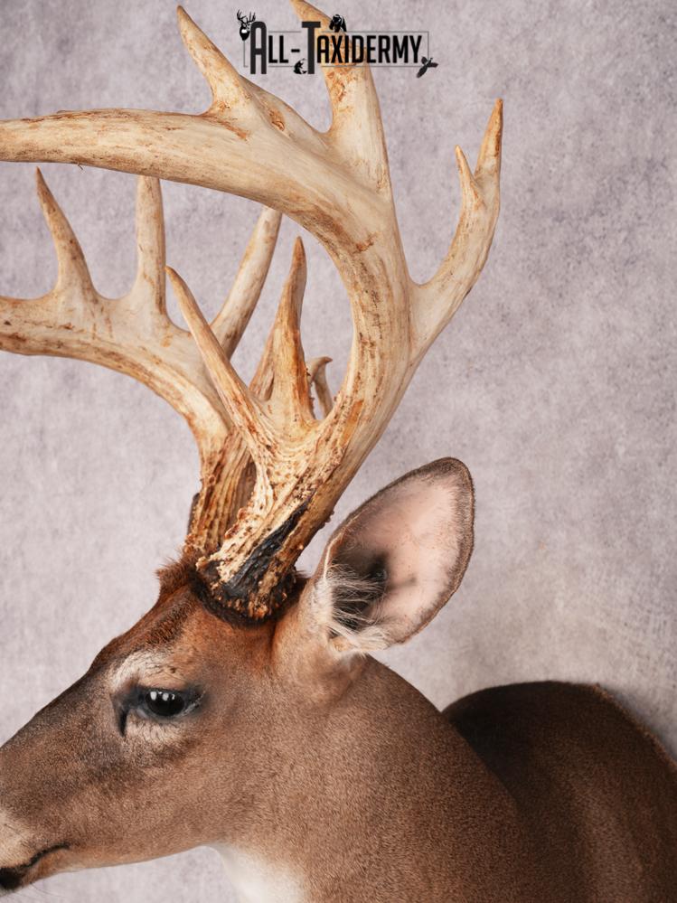 Whitetail Deer Shoulder Mount SKU 3445 - Image 5