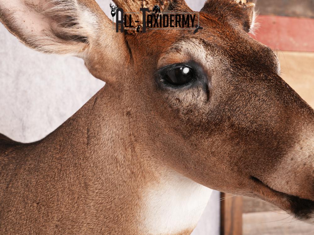 Whitetail Deer Shoulder Mount SKU 3445 - Image 4