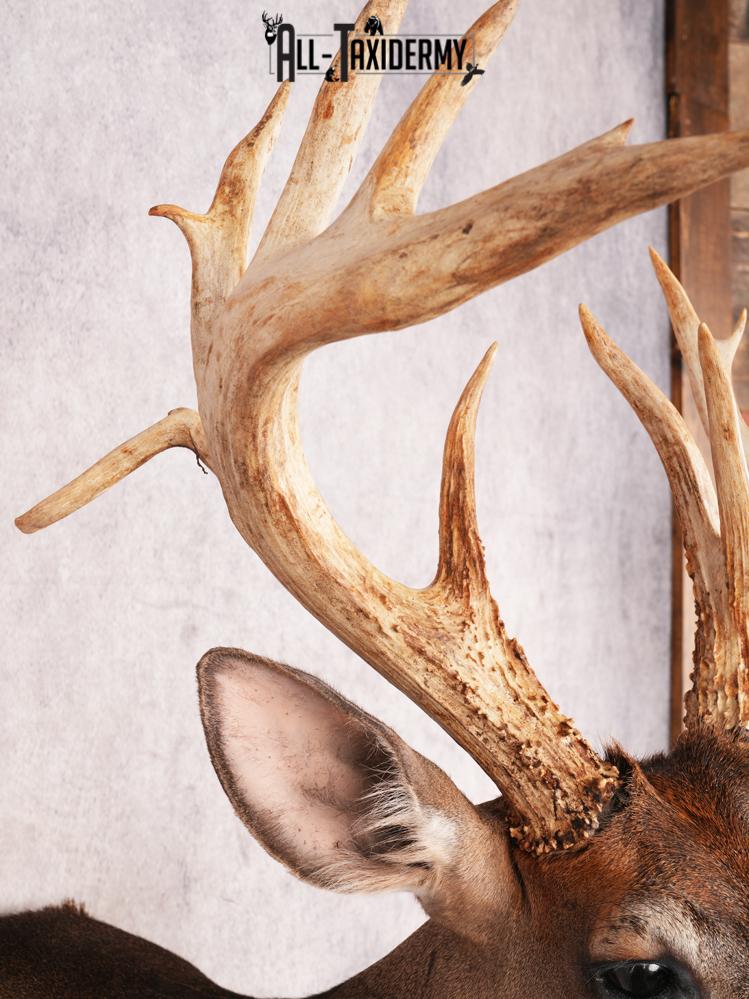 Whitetail Deer Shoulder Mount SKU 3445 - Image 3