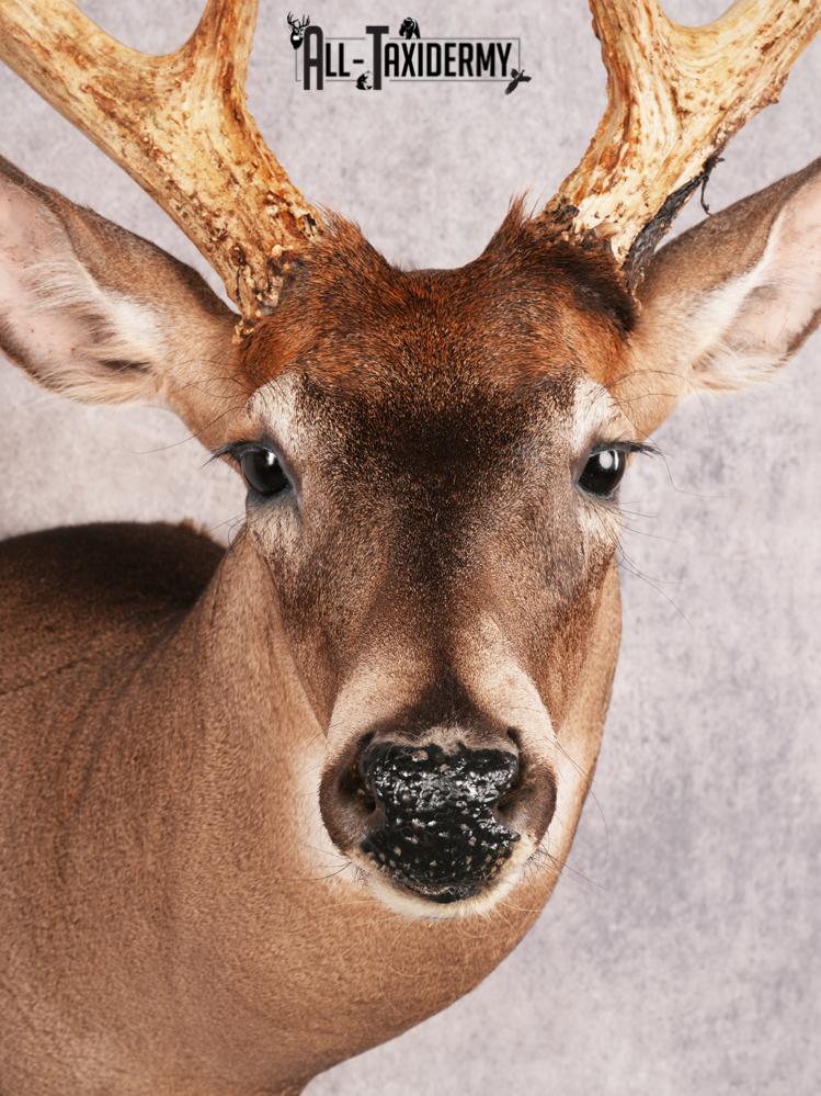 Whitetail Deer Shoulder Mount SKU 3445 - Image 2