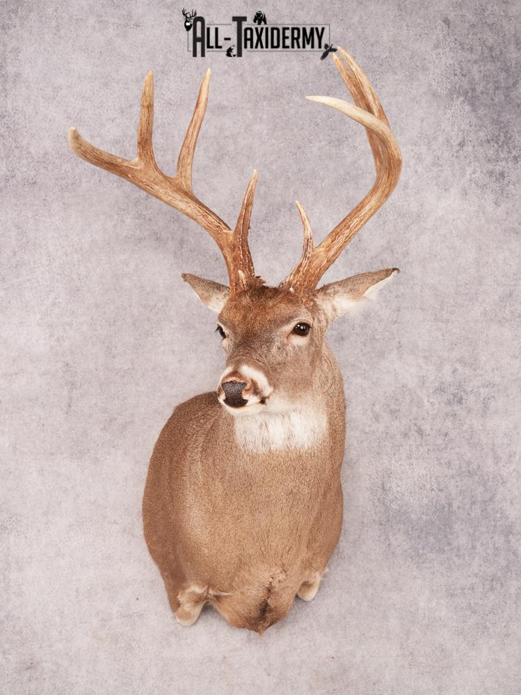 Whitetail Deer Shoulder Mount SKU 3488