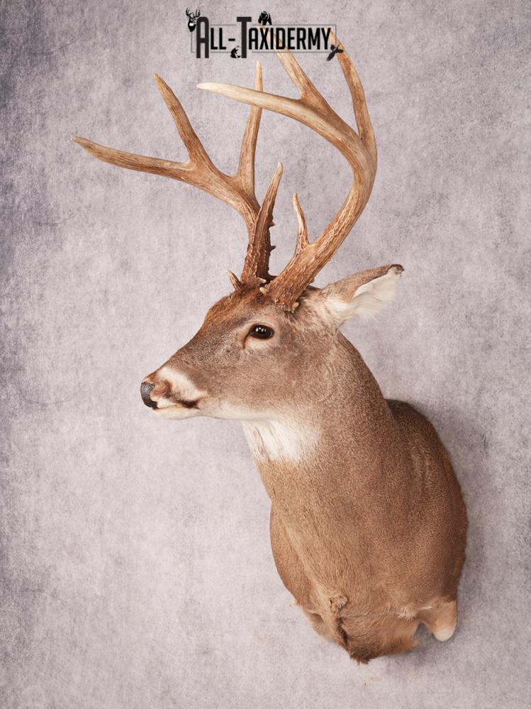 Whitetail Deer Shoulder Mount SKU 3488 - Image 12