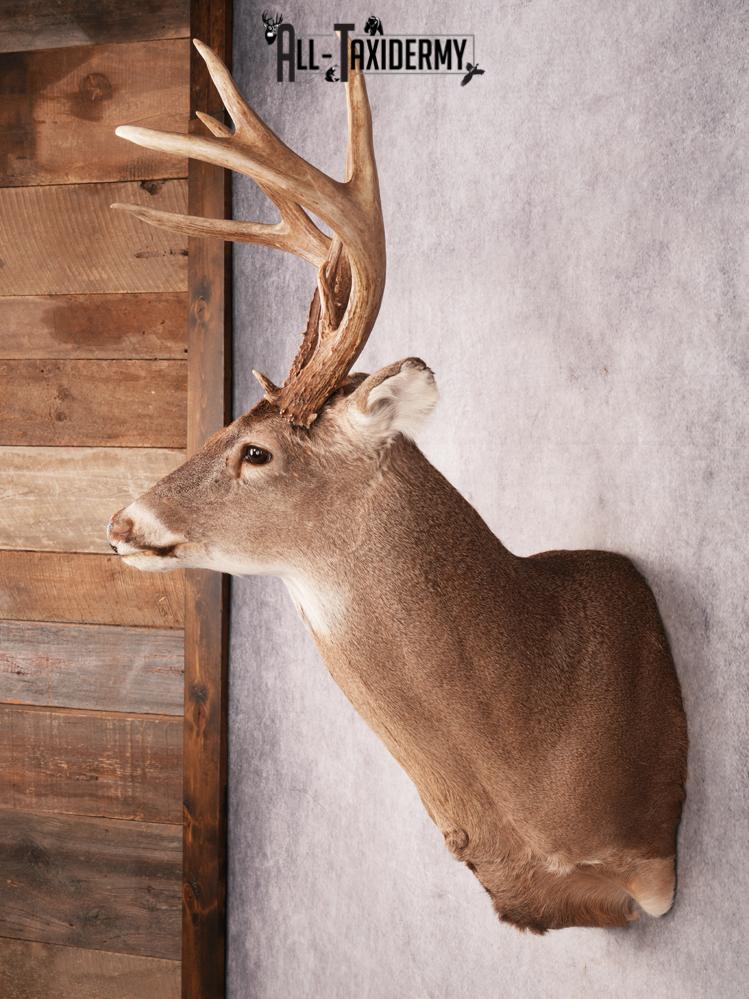 Whitetail Deer Shoulder Mount SKU 3488 - Image 11