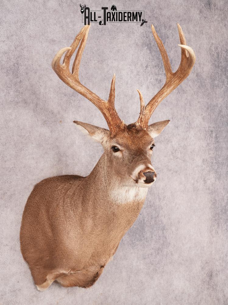 Whitetail Deer Shoulder Mount SKU 3488 - Image 10